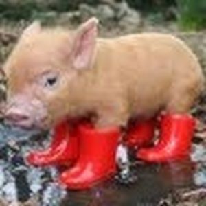 Meet your Posher, Annie